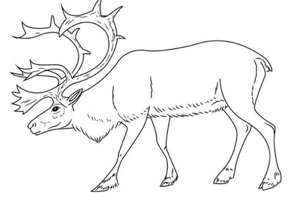 Северный олень раскраска