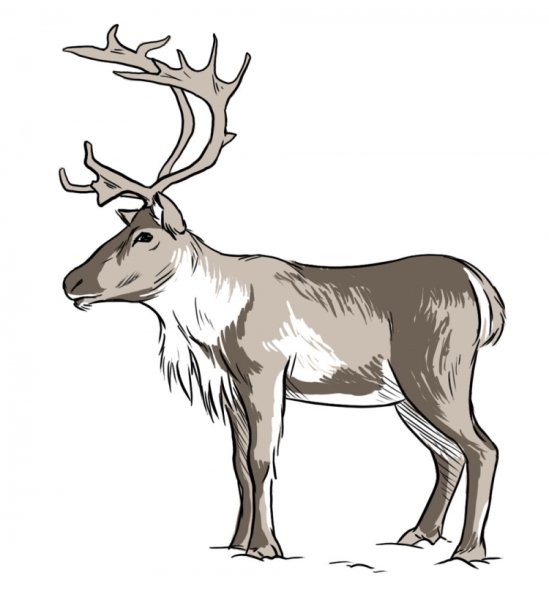 Северный олень сбоку