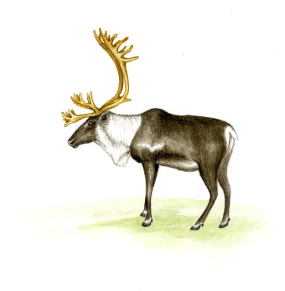 Северный олень