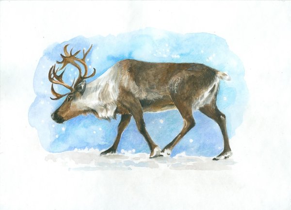 Рисование Северный олень