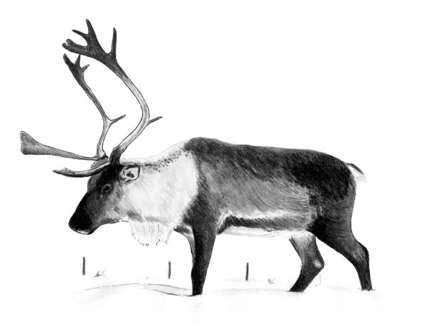 Северный олень гризайль