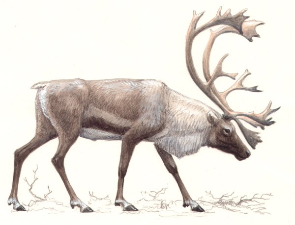 Северный олень карточка