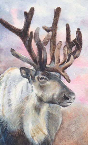 Северный олень мультяшный