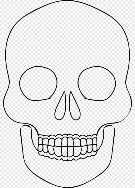 Очертания черепа