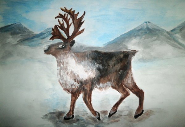 Северный олень вид сбоку