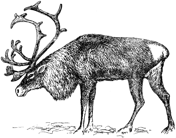 Олень раскраска для детей