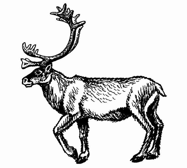 Рисование Северный олень