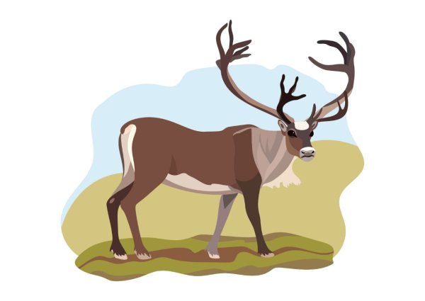 Северный олень для детей