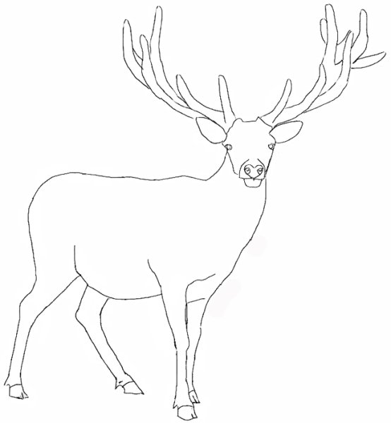 Северный олень эскиз