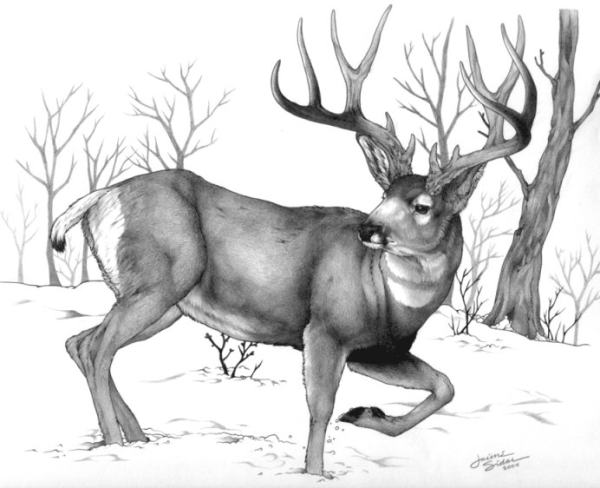 Скандинавский олень Эйктюрнир