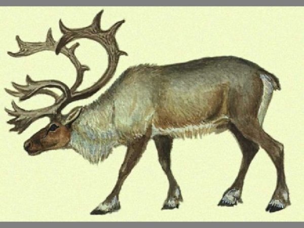 Северный олень Графика