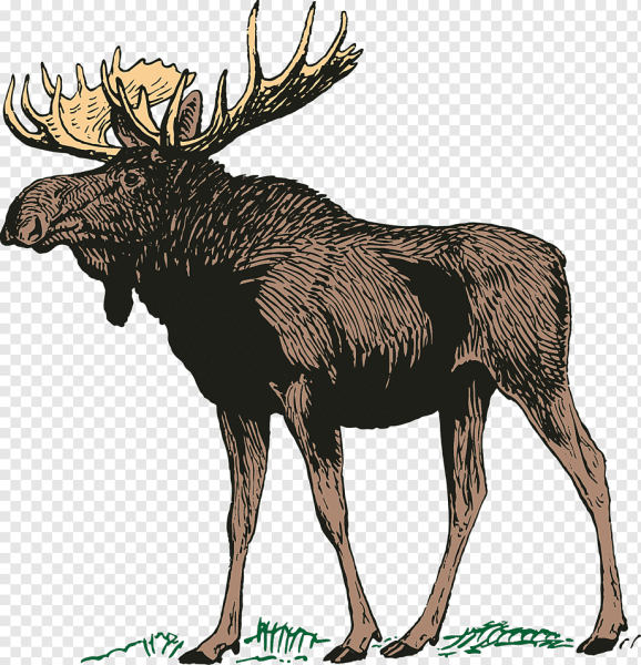 Лось рисунок