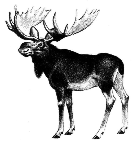 Лось рисунок