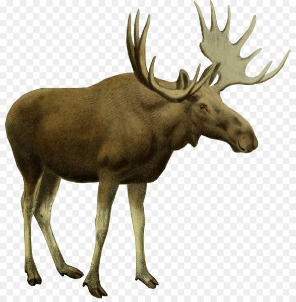 Лось на белом фоне