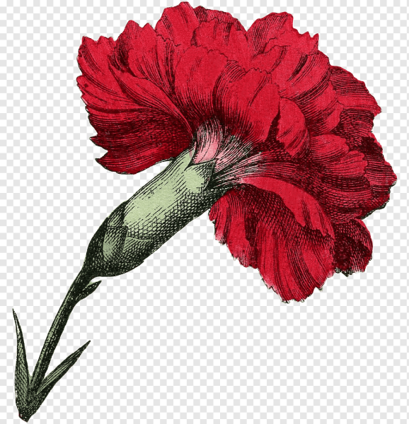 Гвоздика pngи Мак