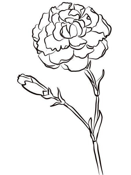 Гвоздика раскраска для детей