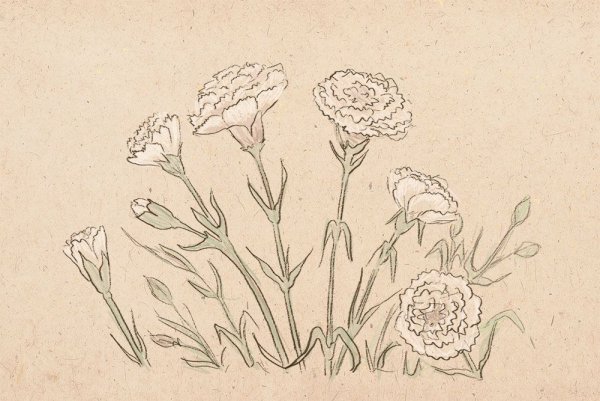 Гвоздики рисунок карандашом