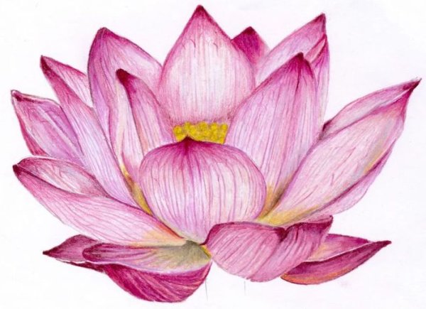 Лотос орехоносный рисунок