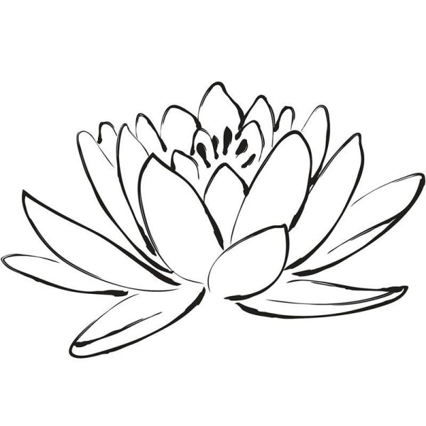 Кувшинка раскраска