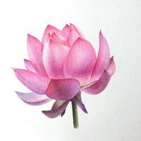 Лотос рисунок