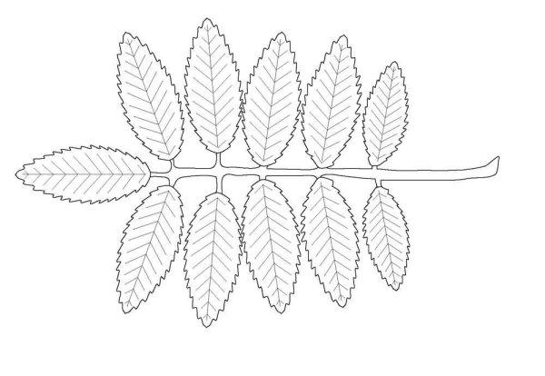 Лист рябины раскраска