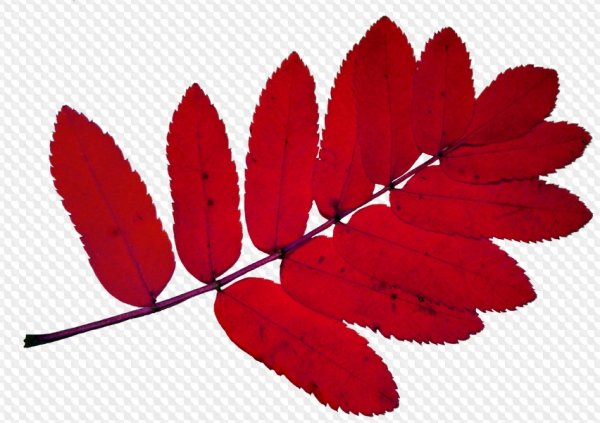 Осенние листья рябины