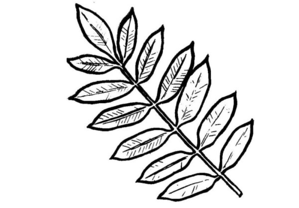 Трафарет листьев рябины