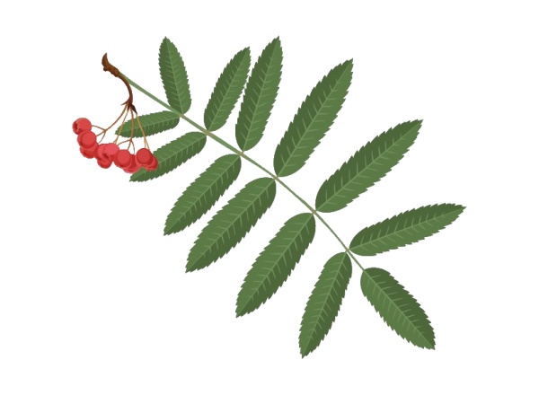 Лист рябины на белом фоне