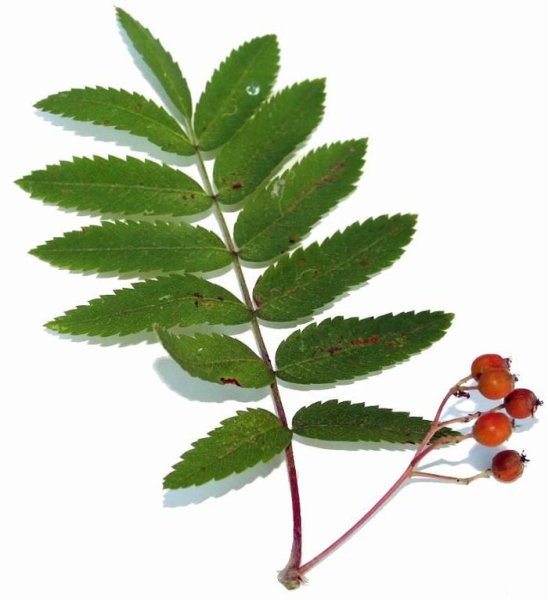 Листья ряиныраскраска