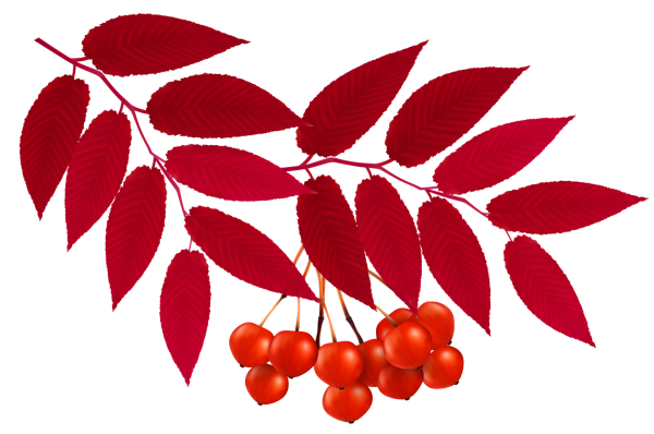 Рябина раскраска для детей