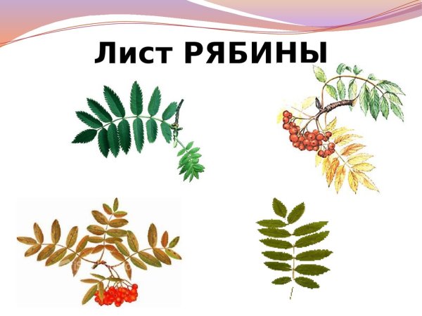 Лист рябины раскраска для детей