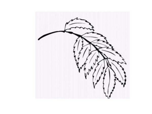 Рябиновый лист рисунок