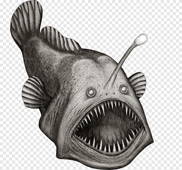 Рыба удильщик черно белый