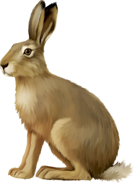 Заяц для детей