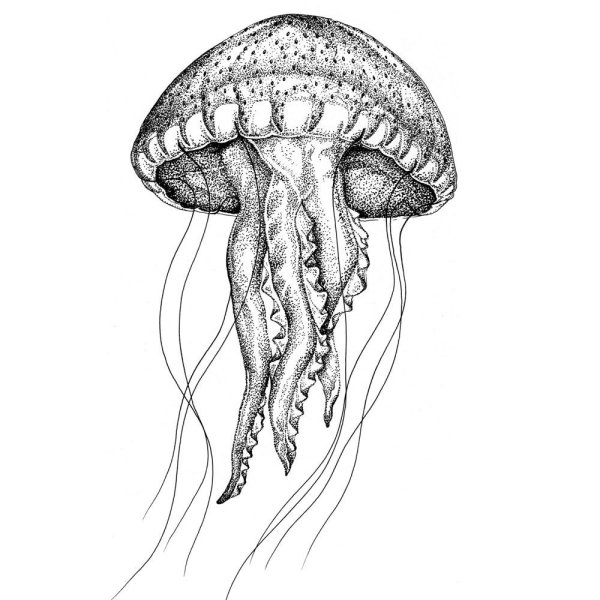 Медуза скетч