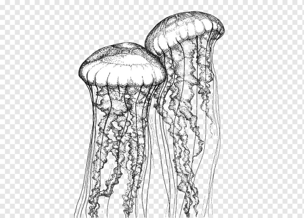 Chrysaora fuscescens полип