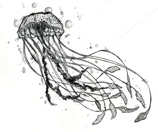 Медуза скетч