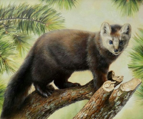 Уссурийский Соболь