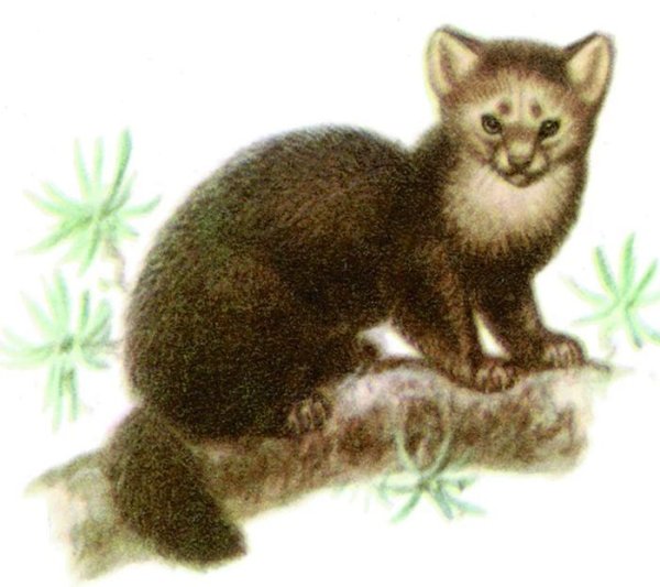 Куница для детей