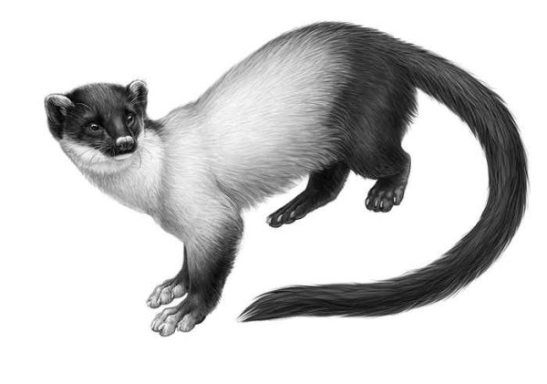 Куница Харза рисунок