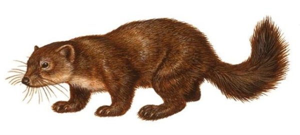 Куница на белом фоне