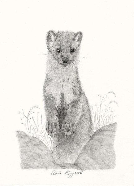 Куница рисунок