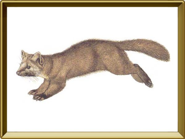 Куница черно белая