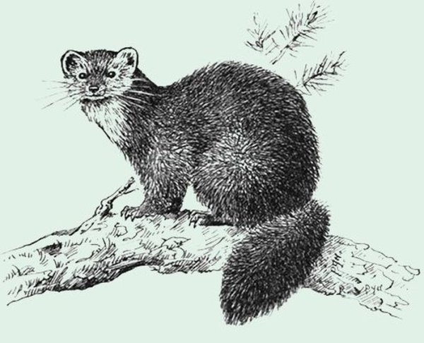 Соболь раскраска для детей