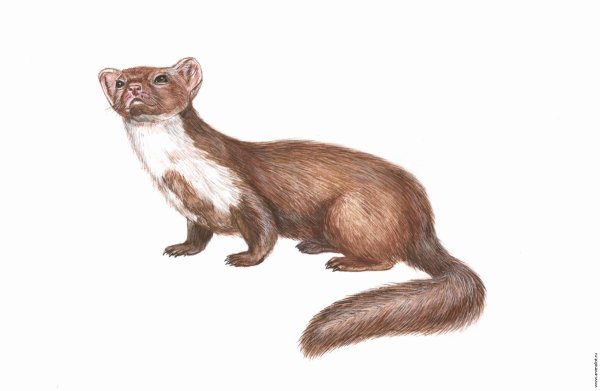 Соболь силуэт