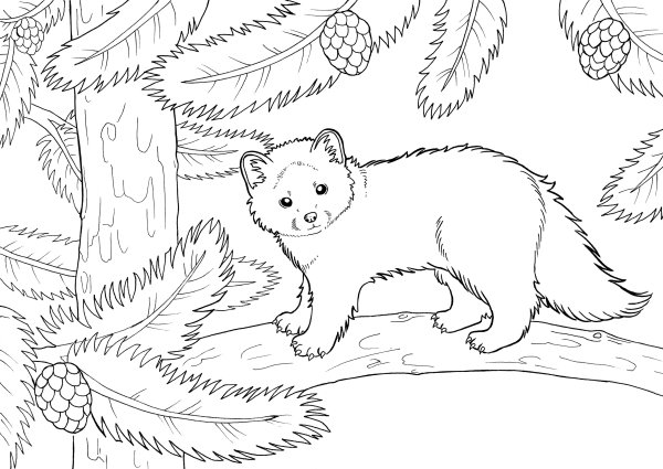 Рисунок соболя карандашом для детей