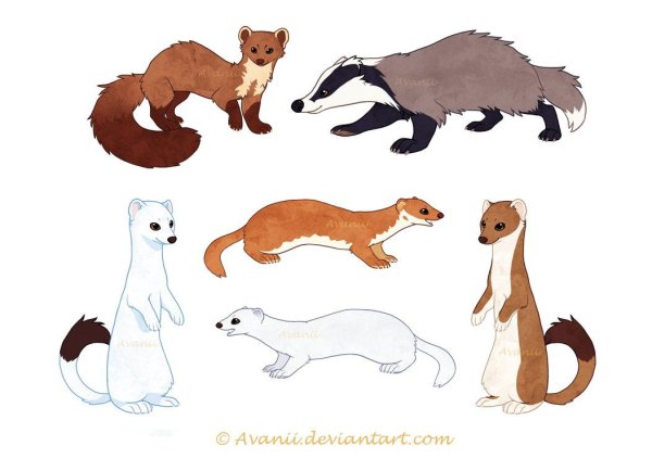 Хорек рисунок