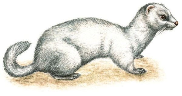 Горностай ласка и хорек