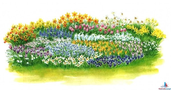 Рисование цветы на клумбе