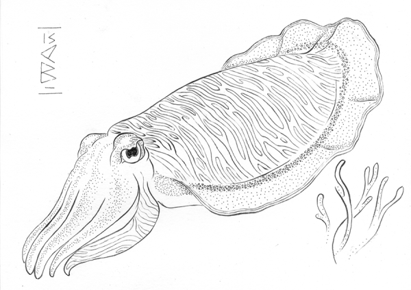 Каракатица раскраска